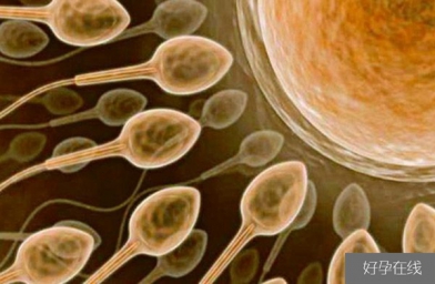 广东备孕试管婴儿知识_超级精子是什么，精子活力太高也会造成不育？